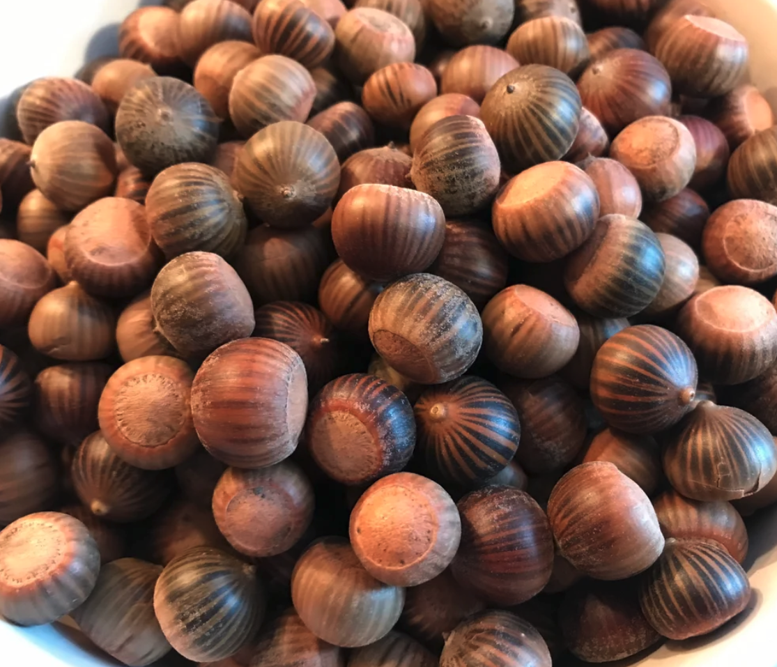 Read more about the article Cooking Acorns in the Hot Rock Method