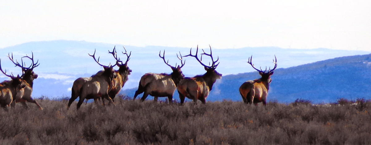 Read more about the article Tule Elk in Idaho